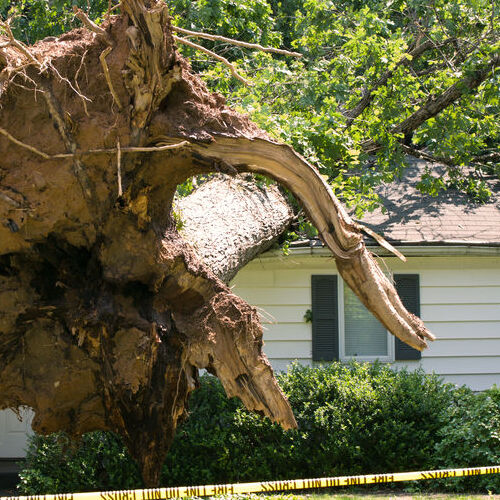 An Uprooted Tree Has Fallen on a Roof.