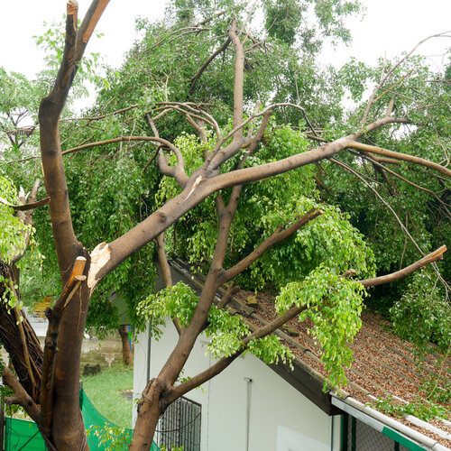 roof damaged by a fallen tree limb