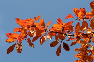 fall leaves